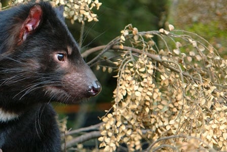 Wildlife Wednesday: Tasmanian Devil
