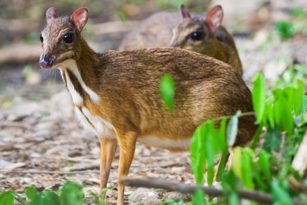 Wildlife Wednesday: Java Mouse-Deer
