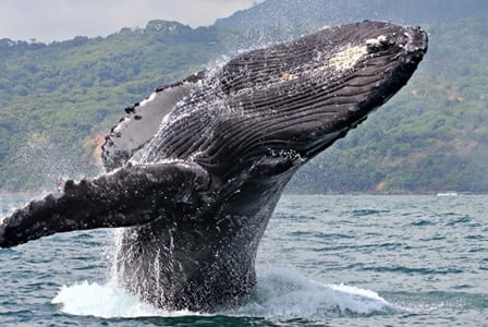 Wildlife Wednesday: Humpback Whale
