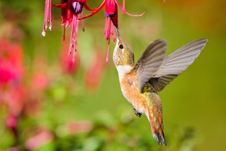 Wildlife Wednesday: Rufous Hummingbird
