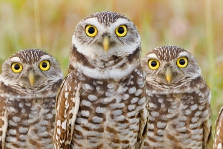 Wildlife Wednesday: Burrowing Owl
