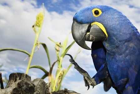 Wildlife Wednesday: Hyacinth Macaw
