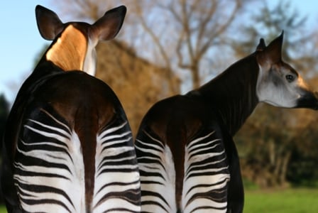 Wildlife Wednesday: Okapi
