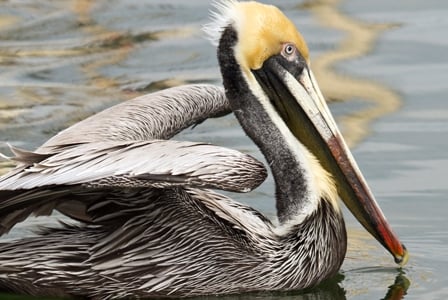 Wildlife Wednesday: Brown Pelican
