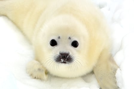 Wildlife Wednesday: Harp Seal
