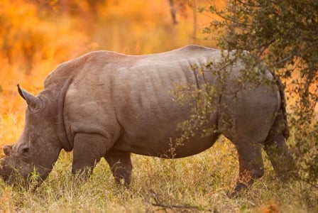 Wildlife Wednesday: Black Rhino
