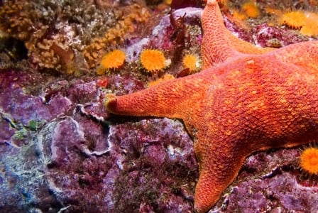 Wildlife Wednesday: Sea Star
