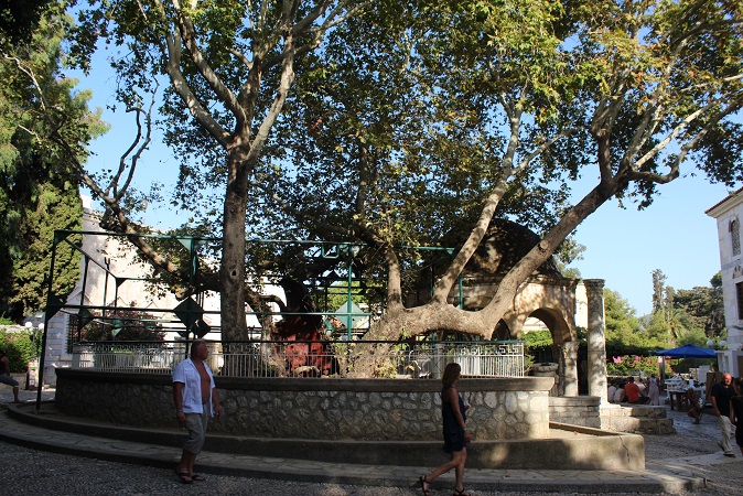Tree of Hippocrates in Kos, Greece by Go Girl Travel Network