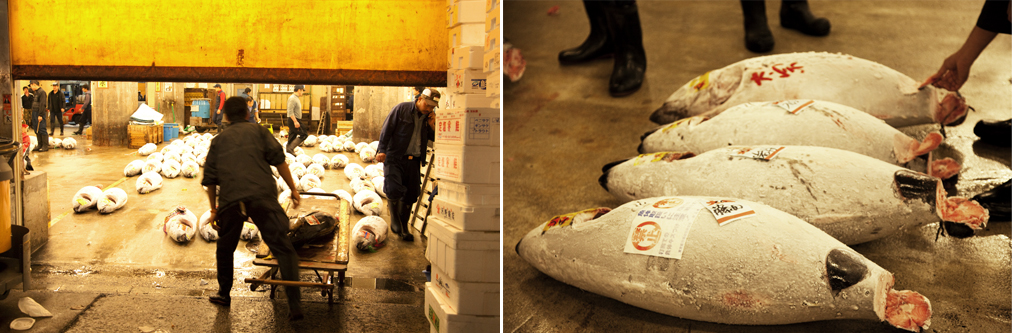 The live tuna auction at Tsukiji is one of the largest in world. Images by Sruthi Vijayan.